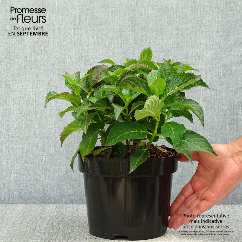 Exemplaar van Hydrangea serrata MAGIC SEDUCTION Annie's Blue - Berghortensia Pot van 2 l/3 l zoals geleverd in de herfst