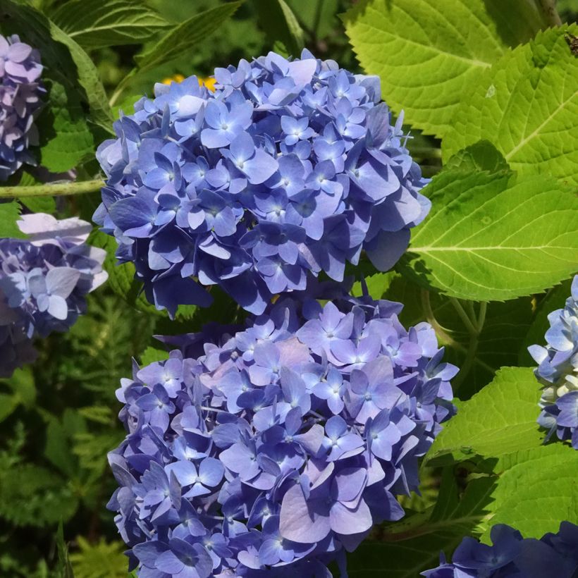 Hydrangea macrophylla Endless Summer The Original Blue - Bolhortensia (Bloei)