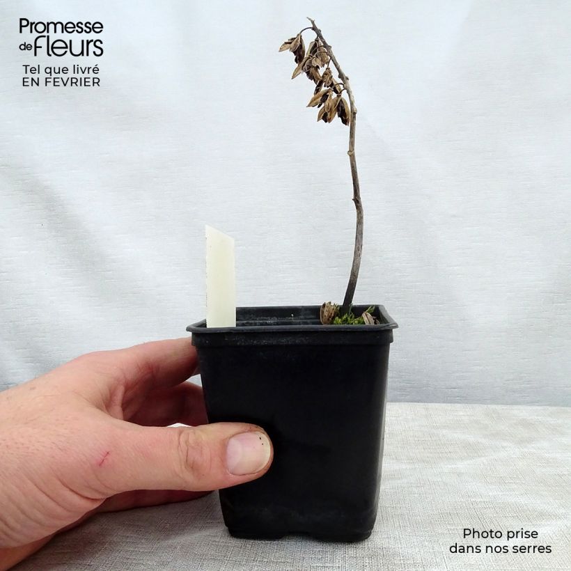 Exemplaar van Hosta Abiqua Ariel - Hartlelie Kweekpotje van 8/9 cm zoals geleverd in de winter