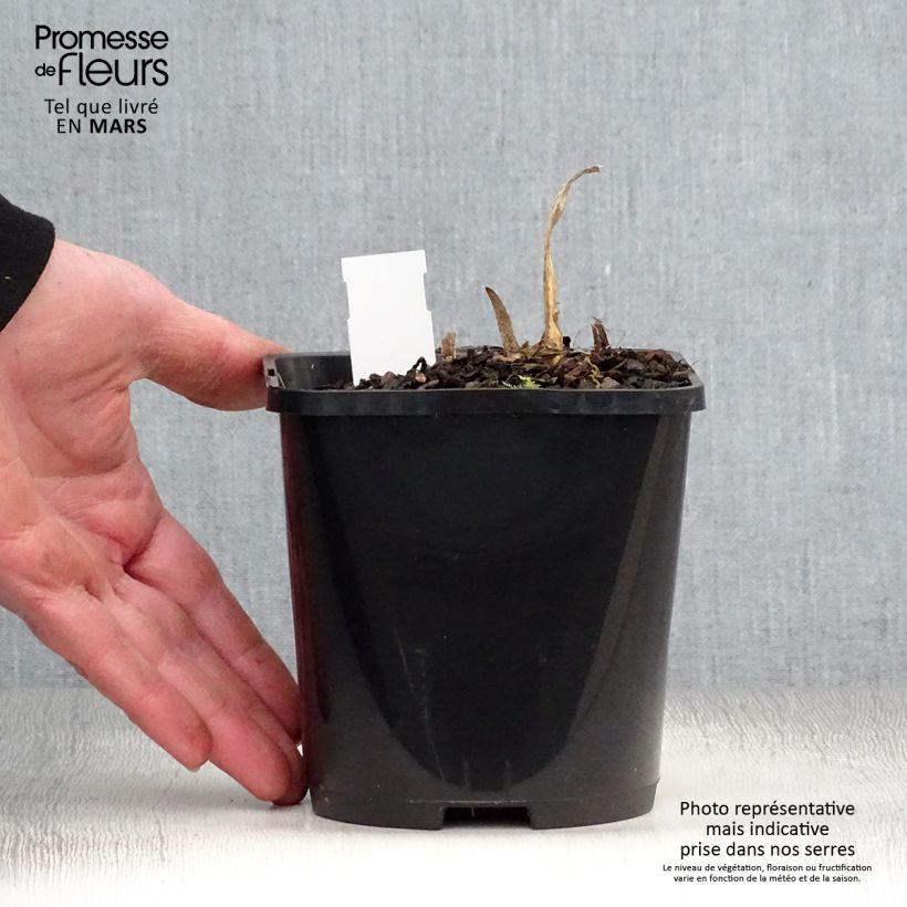 Exemplaar van Hosta Allegan Fog - Hartlelie Pot van 1,5 l/2 l zoals geleverd in de lente