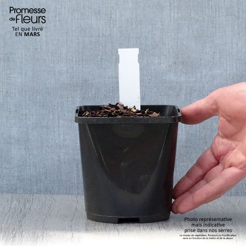 Exemplaar van Hosta Almost - Hartlelie Pot van 1,5 l/2 l zoals geleverd in de lente