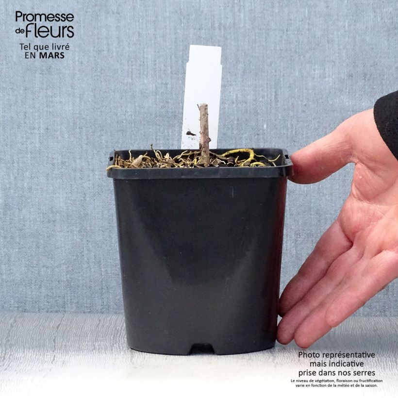 Exemplaar van Hosta Amalia - Hartlelie Pot van 1,5 l/2 l zoals geleverd in de lente