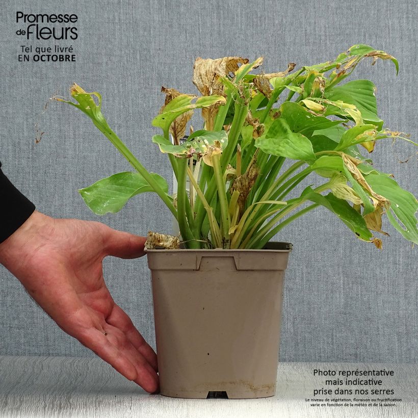 Exemplaar van Hosta August Moon - Hartlelie Pot van 2 l/3 l zoals geleverd in de herfst