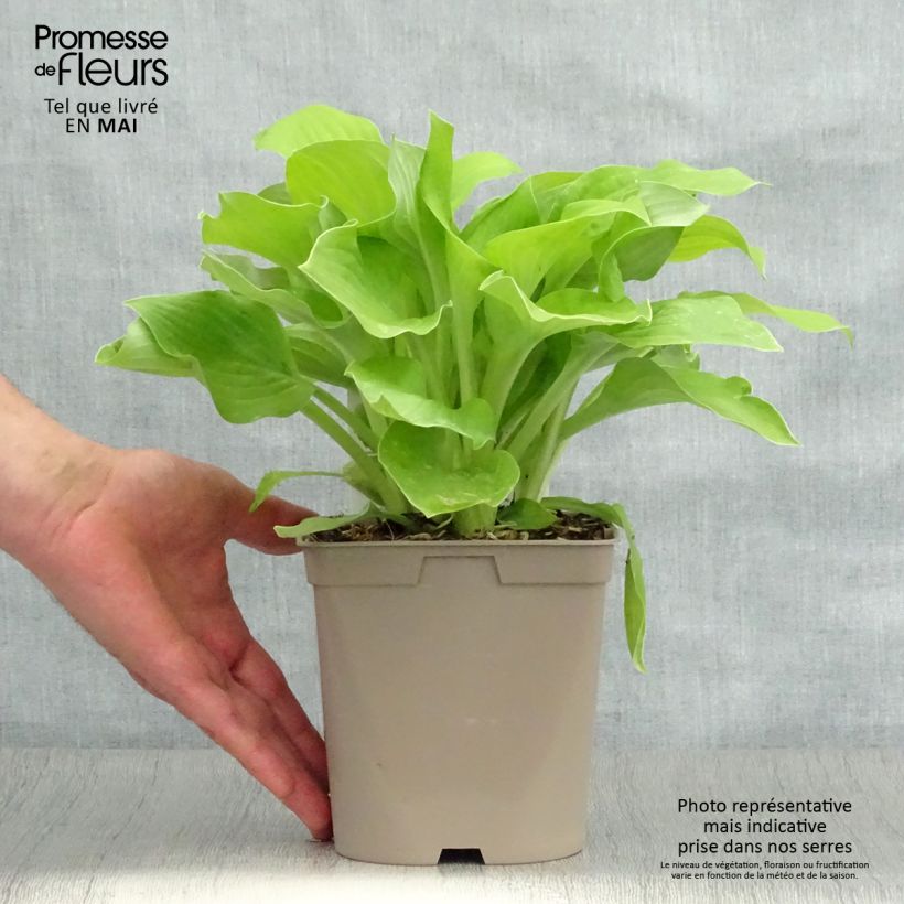 Exemplaar van Hosta August Moon - Hartlelie Pot van 2 l/3 l zoals geleverd in de lente