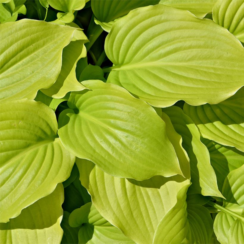 Hosta August Moon - Hartlelie (Blad)