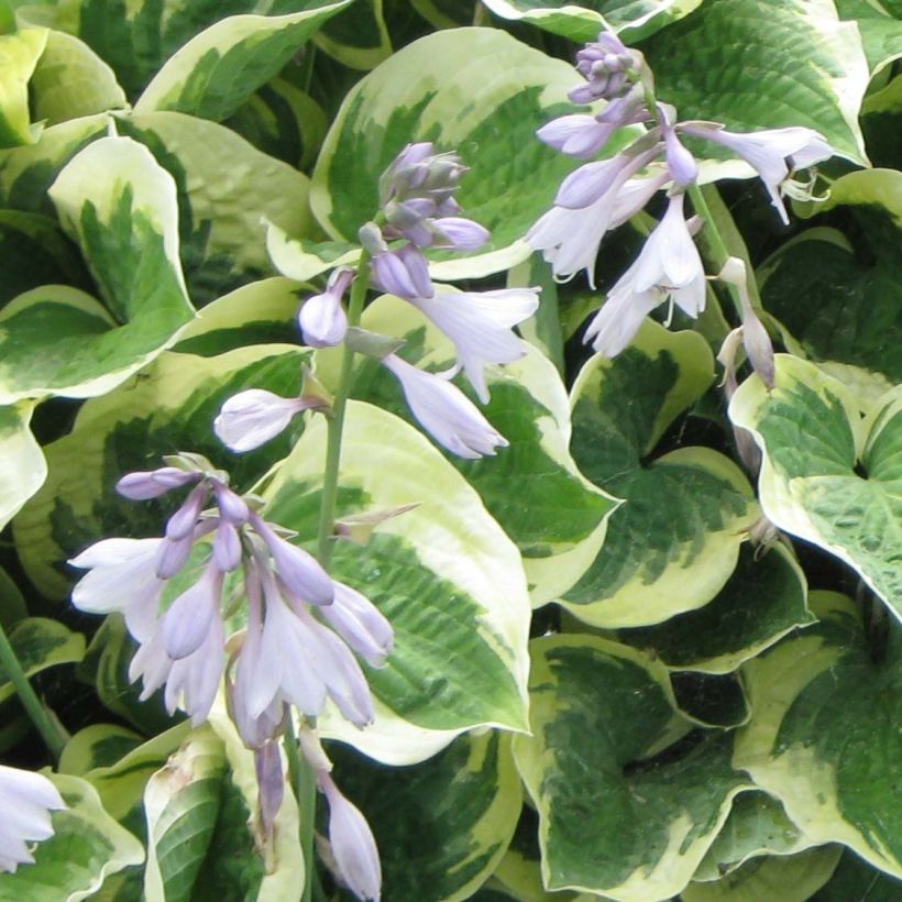 Hosta Austin Dickinson - Hartlelie (Bloei)