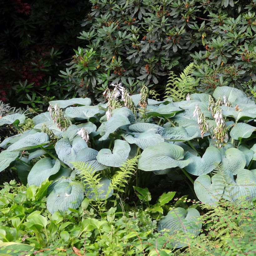 Hosta Big Daddy - Hartlelie (Plant habit)