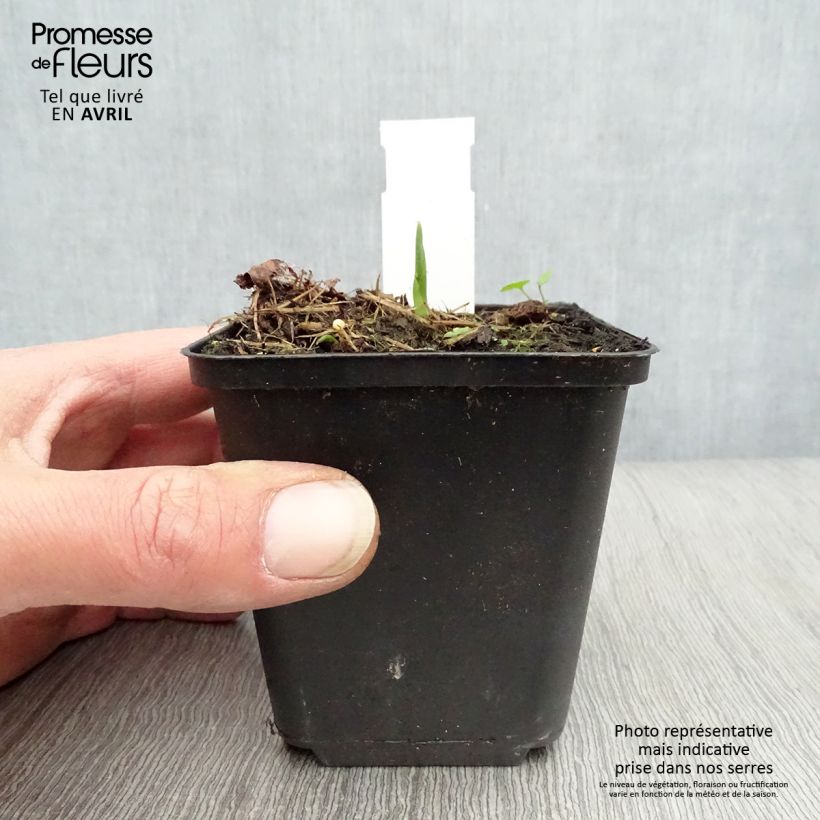 Example of Hosta Big Daddy - Hartlelie Kweekpotje van 8/9 cm as you get in printemps