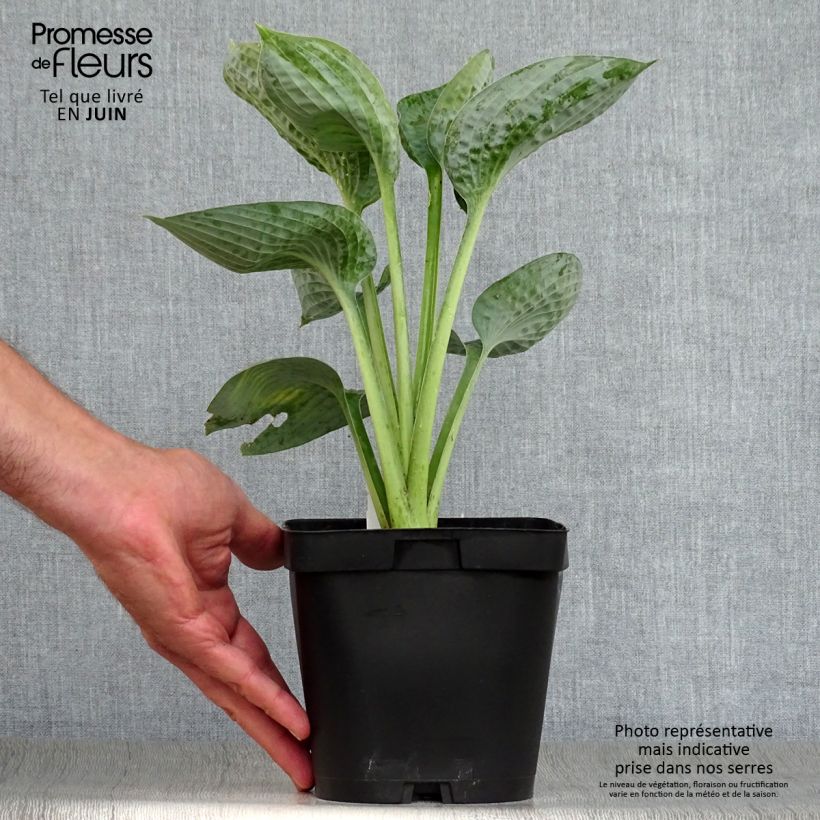 Exemplaar van Hosta Big Daddy - Hartlelie Pot van 2 l/3 l zoals geleverd in de zomer