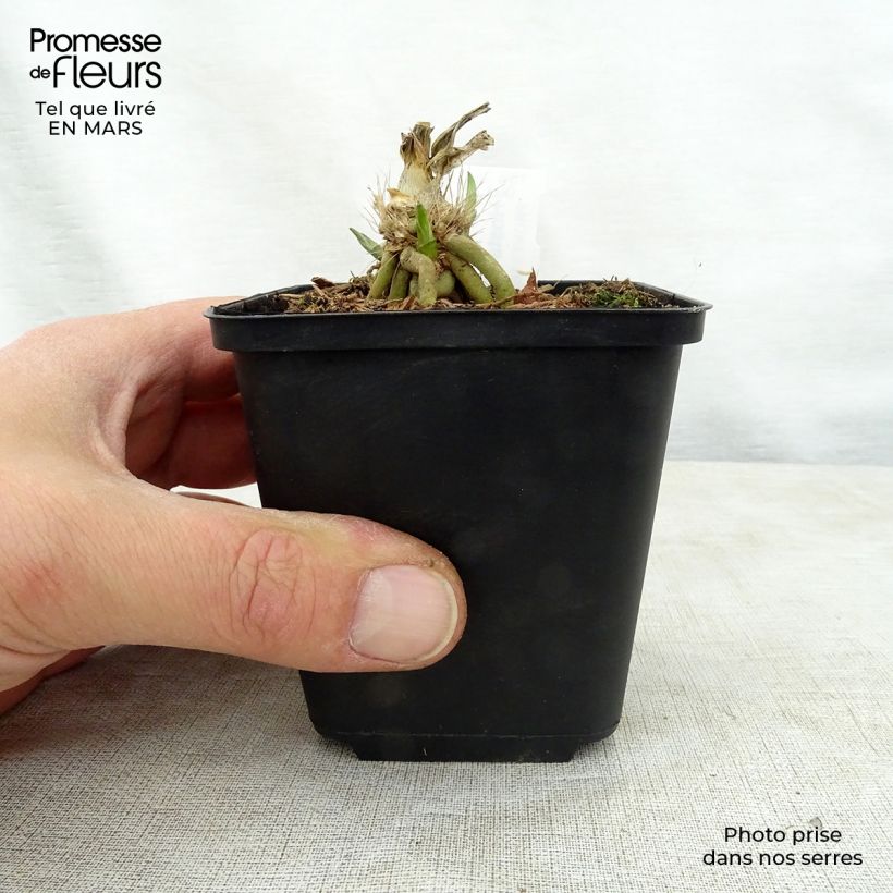 Example of Hosta Big Mama - Hartlelie Kweekpotje van 8/9 cm as you get in printemps