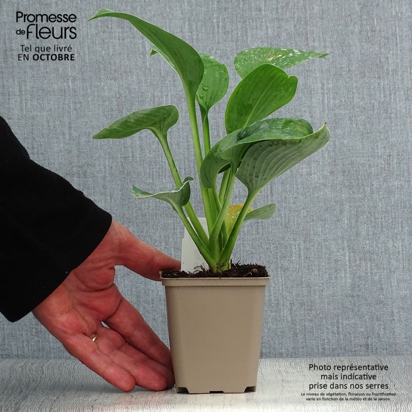 Exemplaar van Hosta Big Mama - Hartlelie Kweekpotje van 8/9 cm zoals geleverd in de herfst