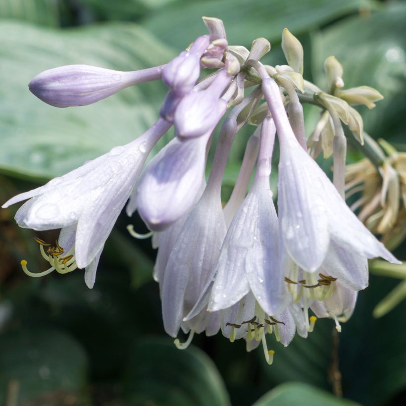 Hosta Appletini (Bloei)
