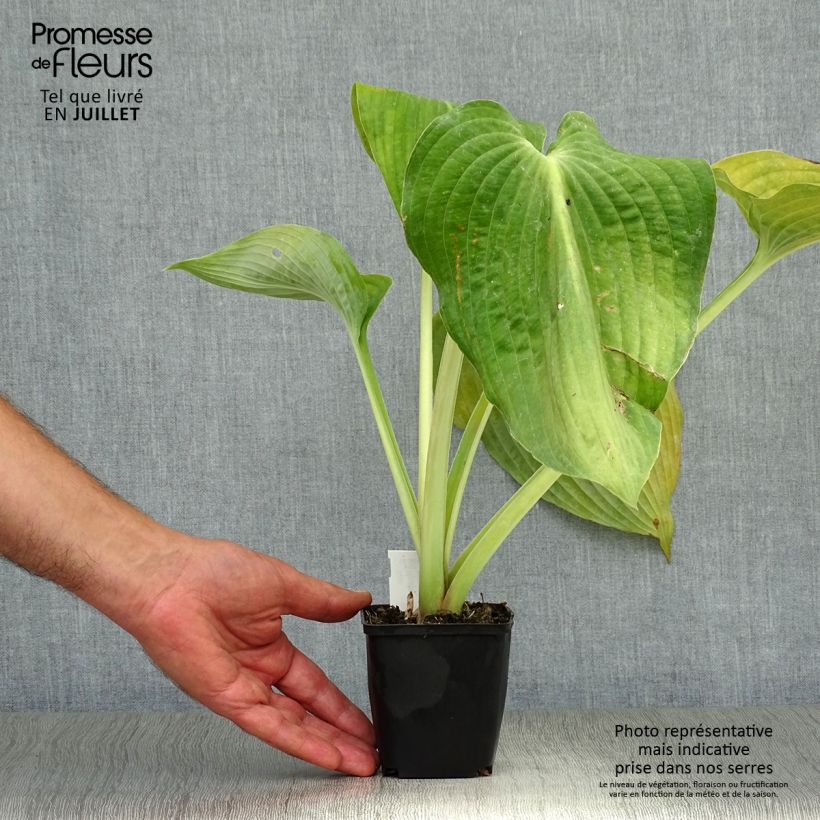 Exemplaar van Hosta Blue Angel - Hartlelie Kweekpotje van 8/9 cm zoals geleverd in de zomer