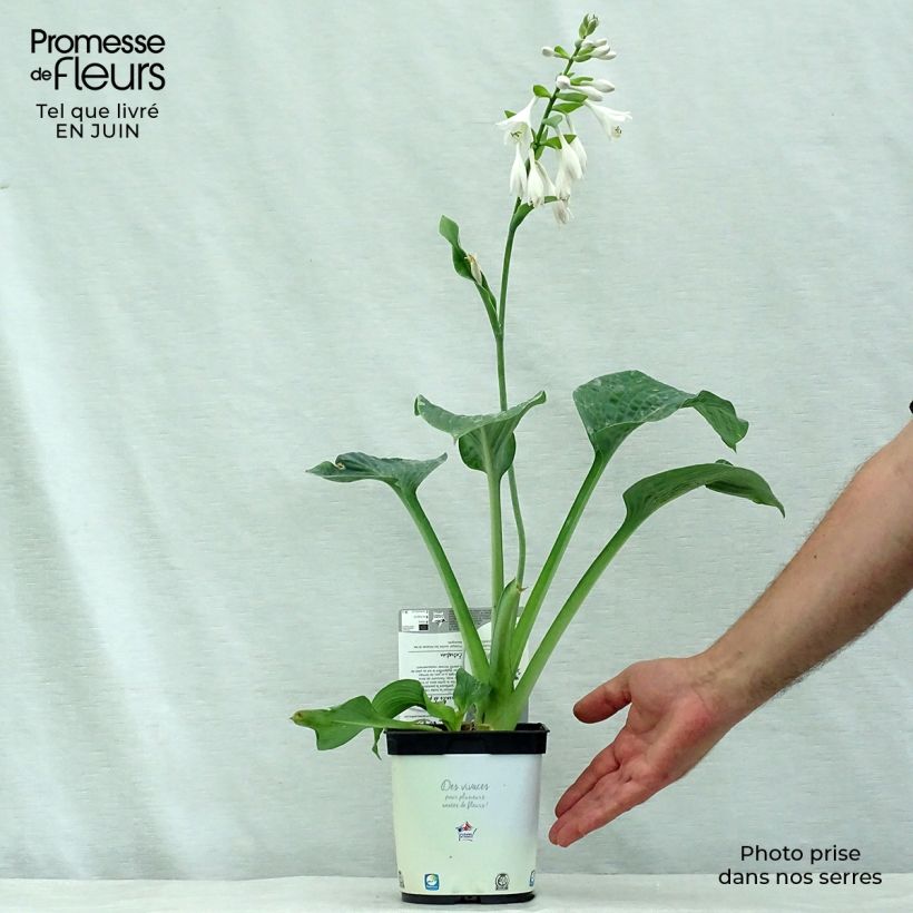 Exemplaar van Hosta Blue Angel - Hartlelie Pot van 1,5 l/2 l zoals geleverd in de zomer