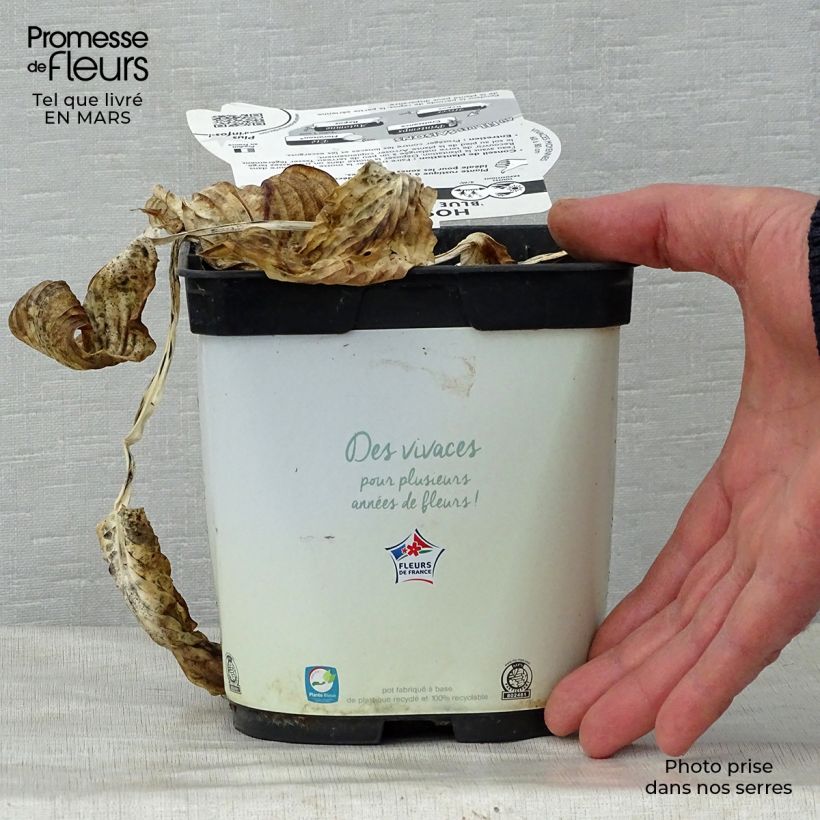 Exemplaar van Hosta Blue Angel - Hartlelie Pot van 1,5 l/2 l zoals geleverd in de lente