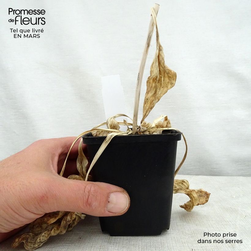 Exemplaar van Hosta Blue Cadet - Hartlelie Kweekpotje van 8/9 cm zoals geleverd in de lente