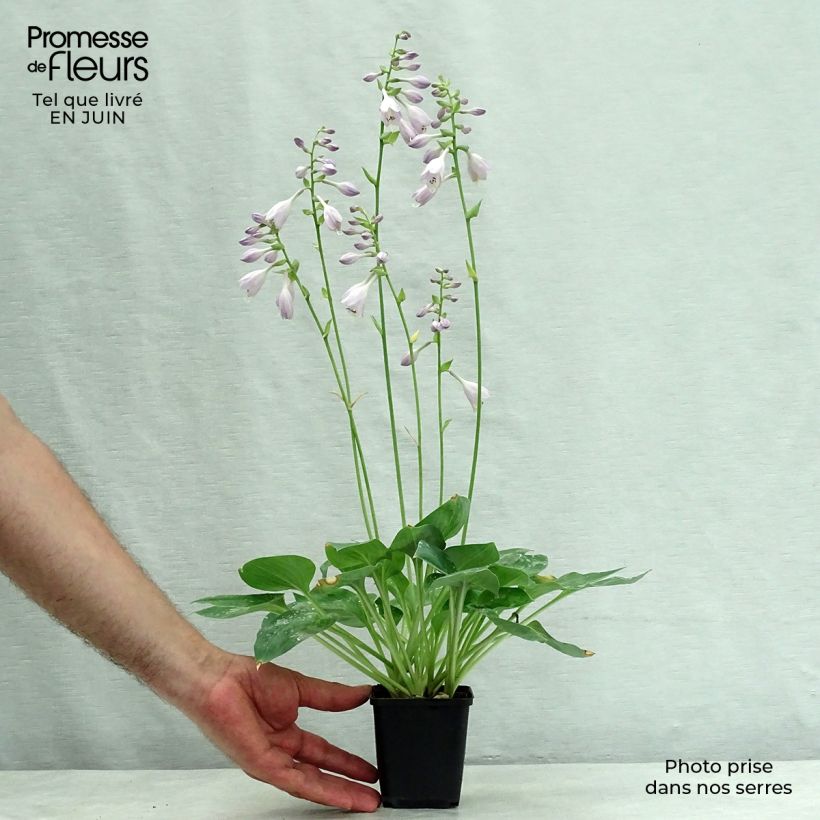 Exemplaar van Hosta Blue Cadet - Hartlelie Kweekpotje van 8/9 cm zoals geleverd in de zomer