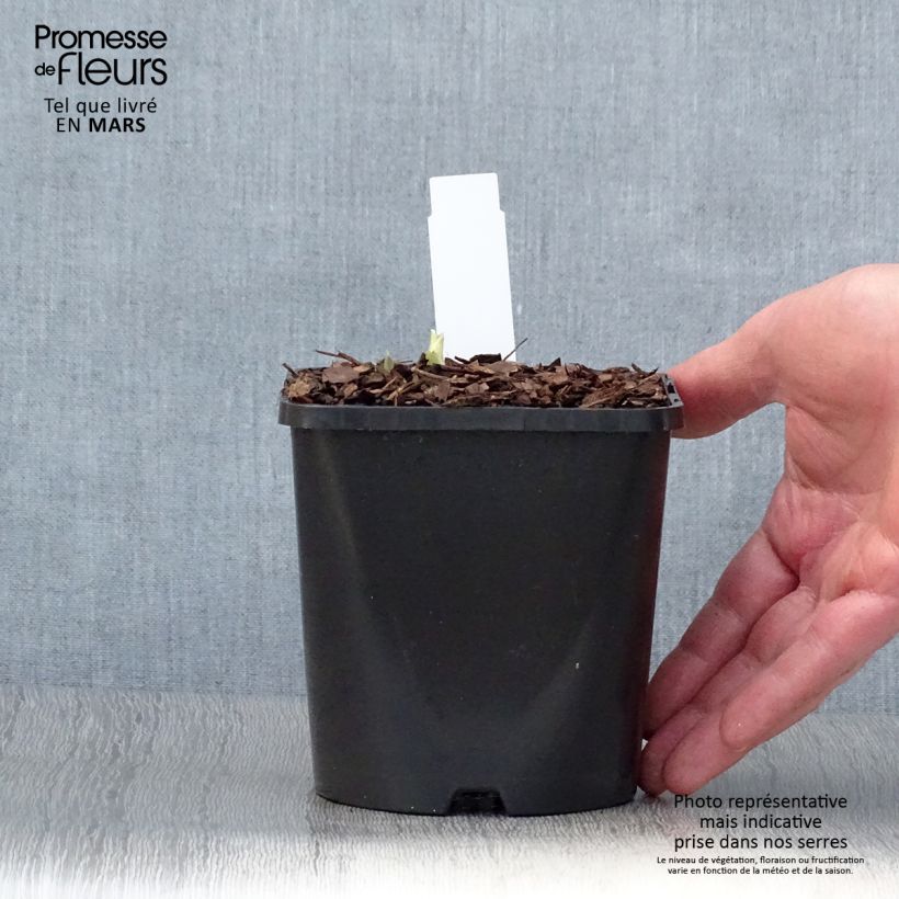 Exemplaar van Hosta Blue Flame - Hartlelie Pot van 1,5 l/2 l zoals geleverd in de lente