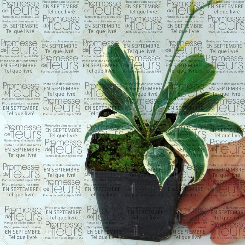 Voorbeeld van een exemplaar van Hosta Blue Ivory - Hartlelie Kweekpotje van 8/9 cm zoals geleverd