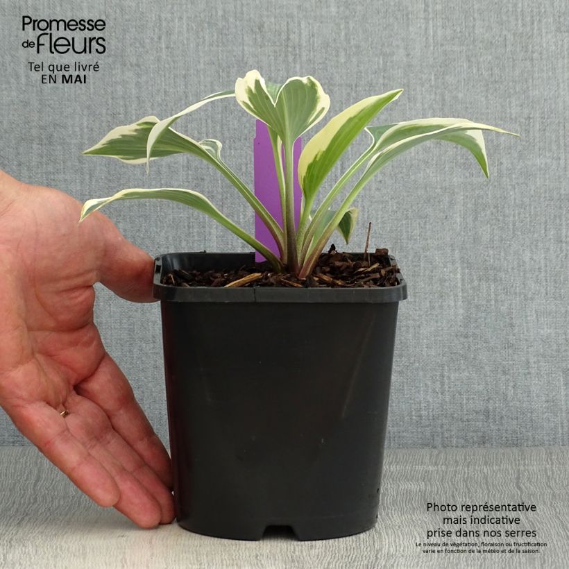 Exemplaar van Hosta Blue Ivory - Hartlelie Pot van 1,5 l/2 l zoals geleverd in de lente
