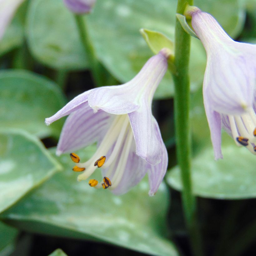 Hosta Blue Mouse Ears - Hartlelie (Flowering)
