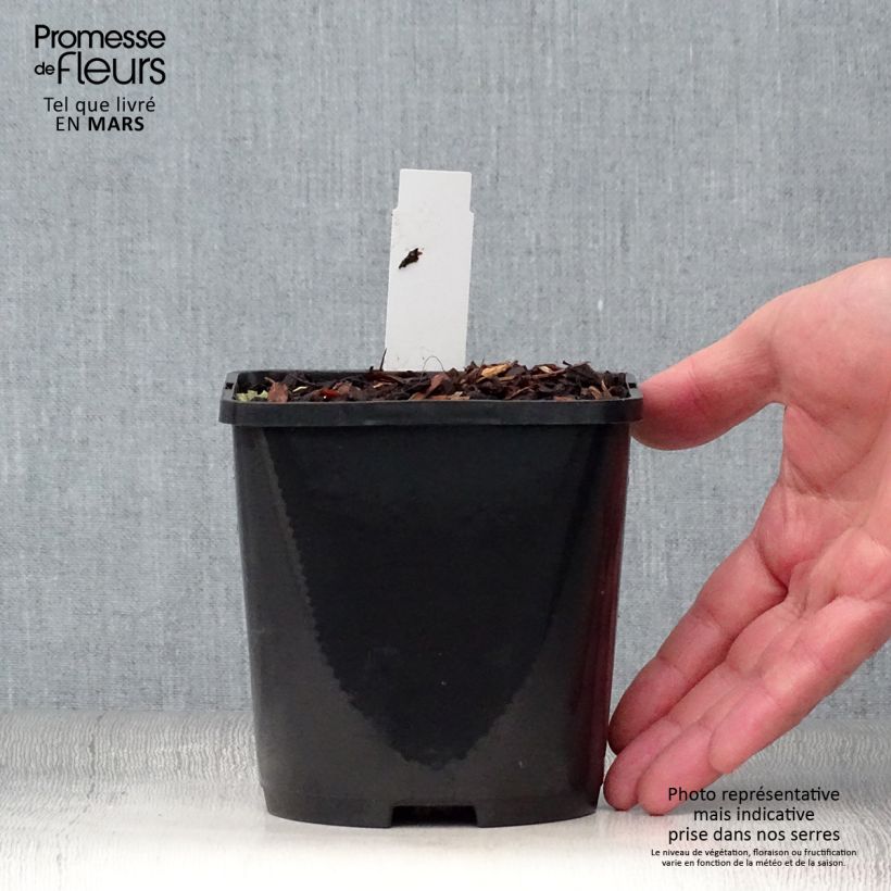 Exemplaar van Hosta Blue Vision - Hartlelie Pot van 1,5 l/2 l zoals geleverd in de lente