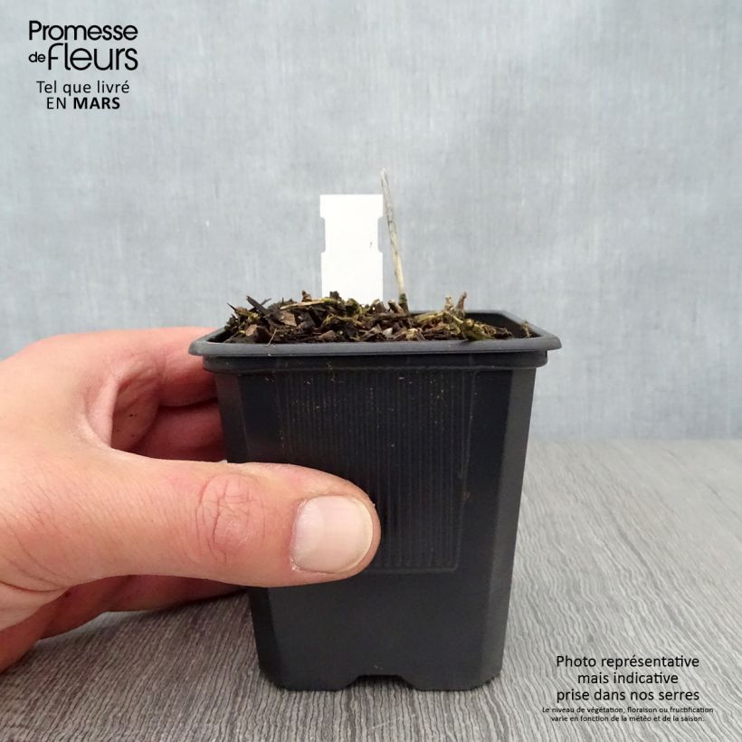 Exemplaar van Hosta Bressingham Blue - Hartlelie Kweekpotje van 8/9 cm zoals geleverd in de lente