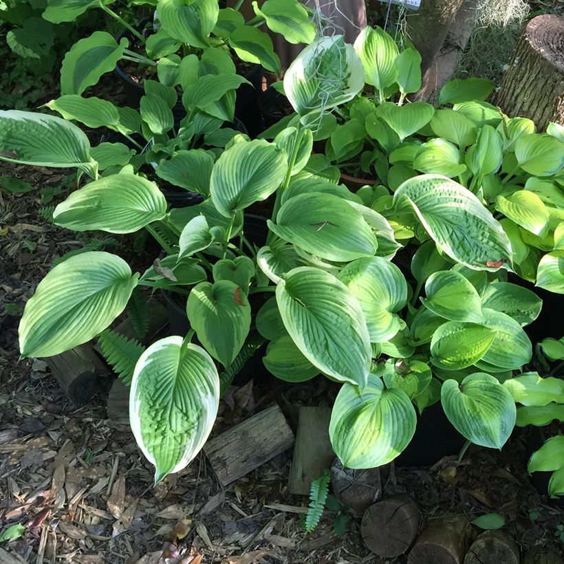 Hosta Bridal Falls - Hartlelie (Groeiplaats)