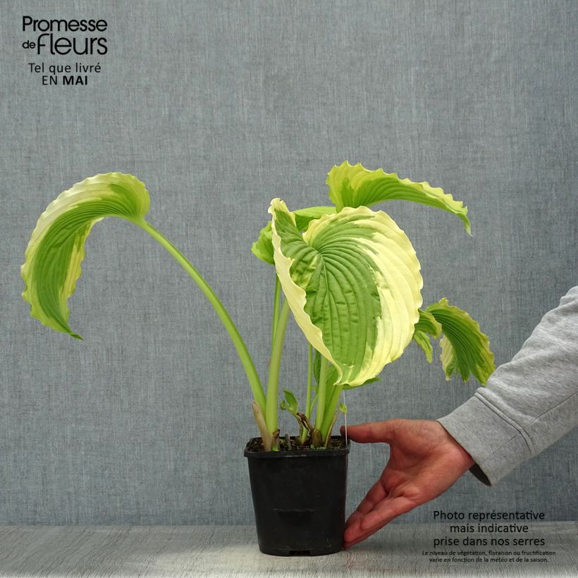 Exemplaar van Hosta Bridal Falls - Hartlelie Pot van 1,5 l/2 l zoals geleverd in de lente