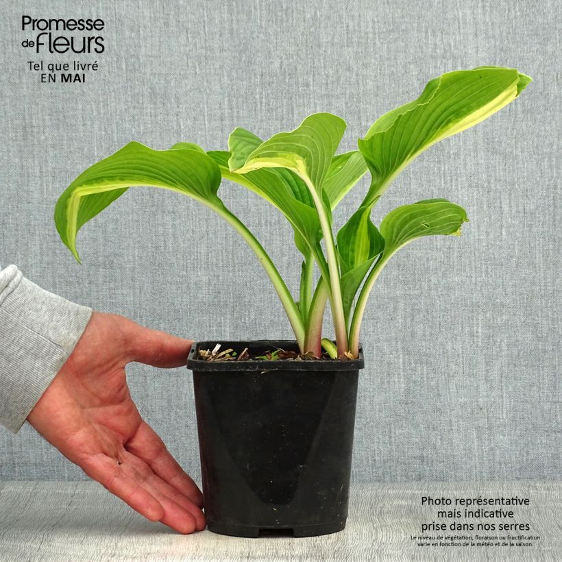 Exemplaar van Hosta Broad Street - Hartlelie Pot van 1,5 l/2 l zoals geleverd in de lente