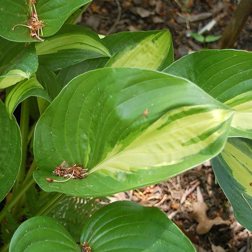 Hosta Broad Street - Hartlelie (Blad)