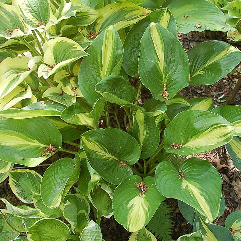 Hosta Broad Street - Hartlelie (Groeiplaats)