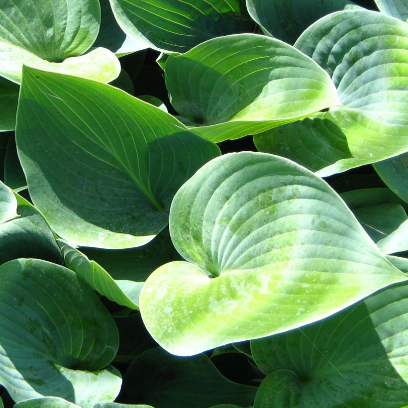 Hosta Canadian Blue - Hartlelie (Blad)