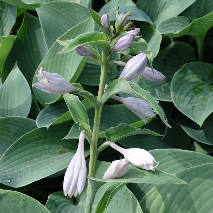 Hosta Canadian Blue - Hartlelie (Bloei)