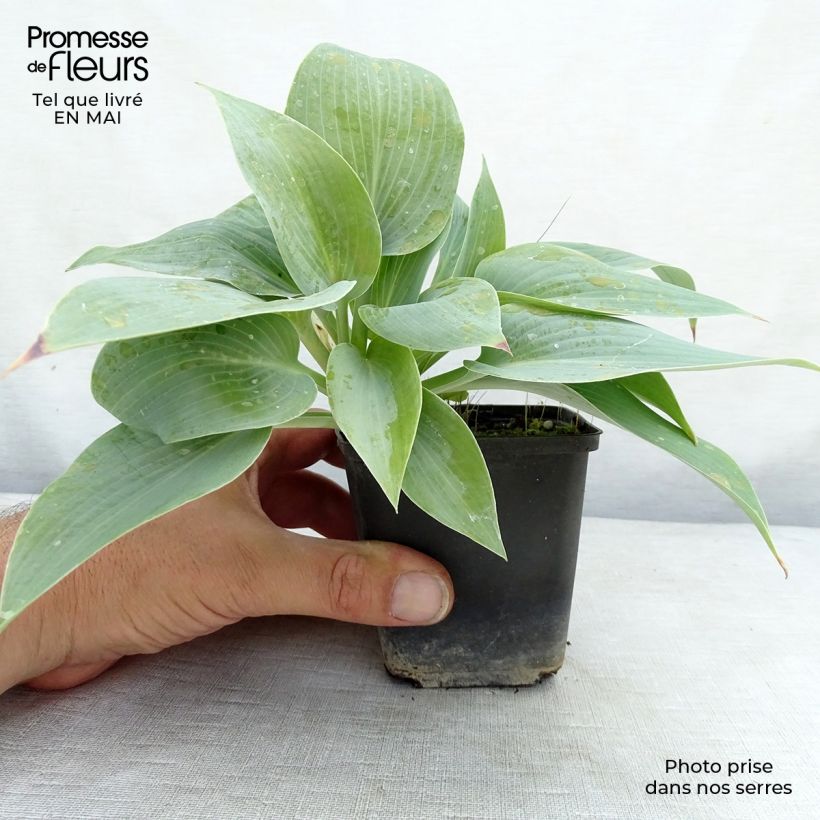 Exemplaar van Hosta Canadian Blue - Hartlelie Kweekpotje van 8/9 cm zoals geleverd in de lente