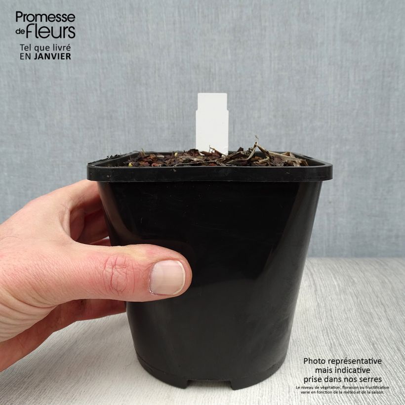 Exemplaar van Hosta Captain's Adventure - Hartlelie Pot van 1,5 l/2 l zoals geleverd in de winter