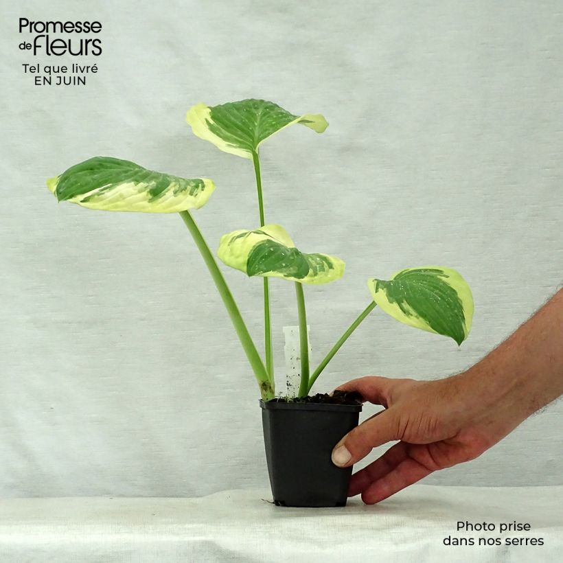 Exemplaar van Hosta Carnival - Hartlelie Kweekpotje van 8/9 cm zoals geleverd in de zomer