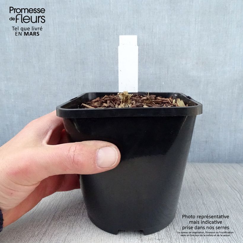 Exemplaar van Hosta Cathedral Windows - Hartlelie Pot van 1,5 l/2 l zoals geleverd in de lente