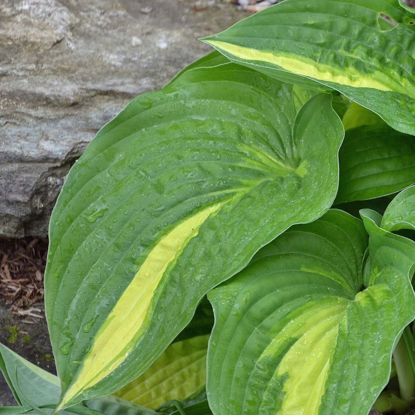 Hosta Center Of Attention - Hartlelie (Blad)