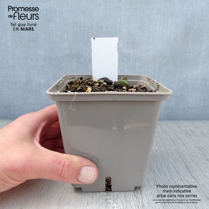 Exemplaar van Hosta Center Of Attention - Hartlelie Pot van 1 l/1,5 l zoals geleverd in de lente