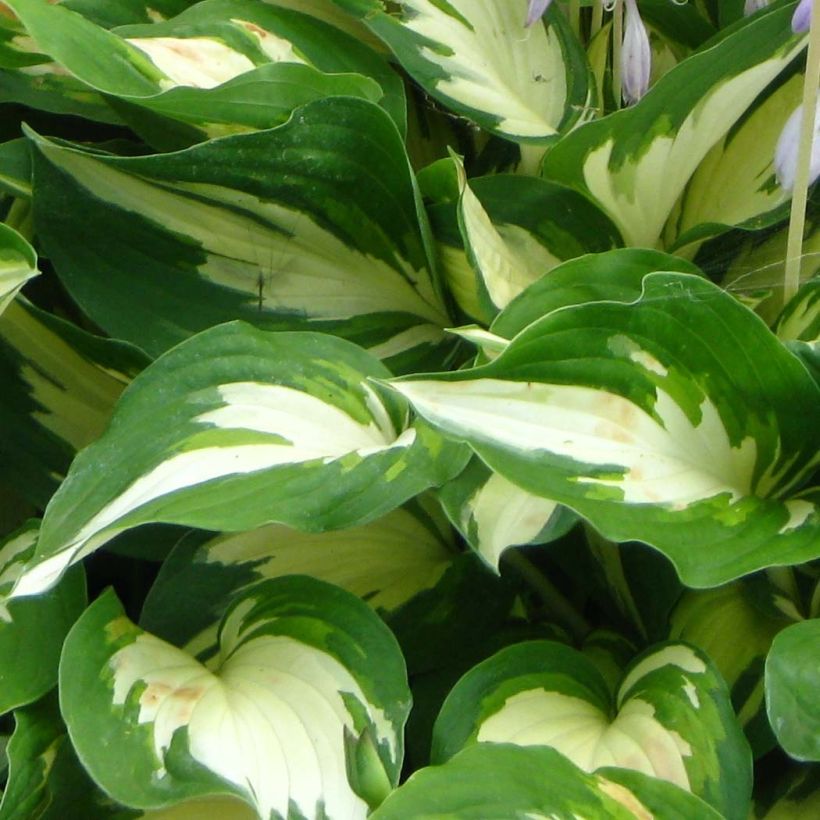 Hosta Christmas Candy - Hartlelie (Blad)