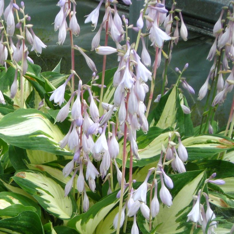 Hosta Christmas Candy - Hartlelie (Bloei)