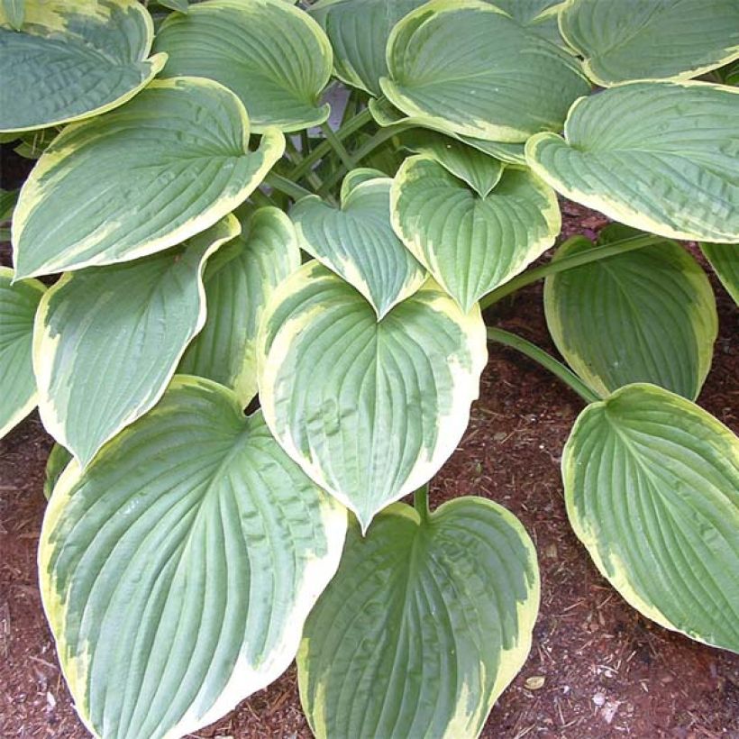 Hosta Christmas Tree - Hartlelie (Blad)