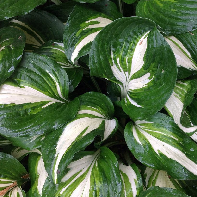 Hosta Clifford's Stingray - Hartlelie (Blad)