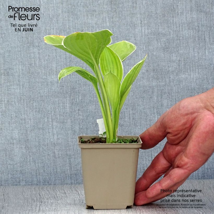 Exemplaar van Hosta Clifford's Forest Fire - Hartlelie Kweekpotje van 8/9 cm zoals geleverd in de zomer