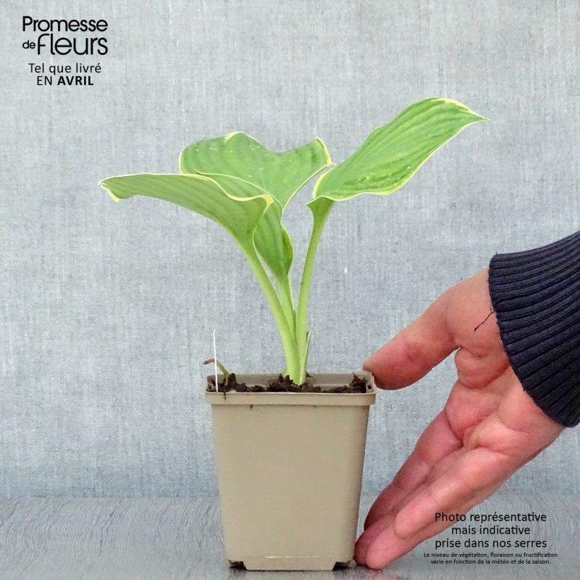 Exemplaar van Hosta Clifford's Forest Fire - Hartlelie Kweekpotje van 8/9 cm zoals geleverd in de lente