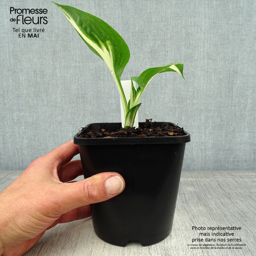 Exemplaar van Hosta Clifford's Stingray - Hartlelie Pot van 1,5 l/2 l zoals geleverd in de lente