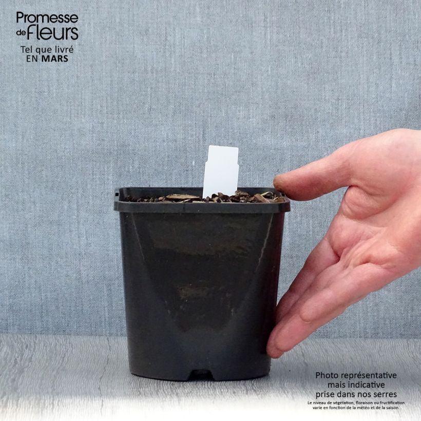 Exemplaar van Hosta Coast to Coast - Hartlelie Pot van 1,5 l/2 l zoals geleverd in de lente