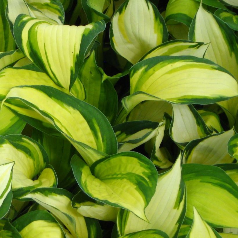 Hosta Color Festival - Hartlelie (Blad)