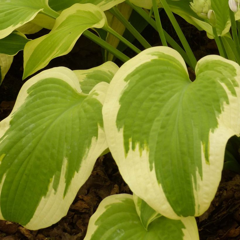 Hosta Delta Dawn - Hartlelie (Blad)
